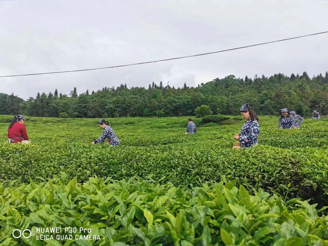 茶葉基地