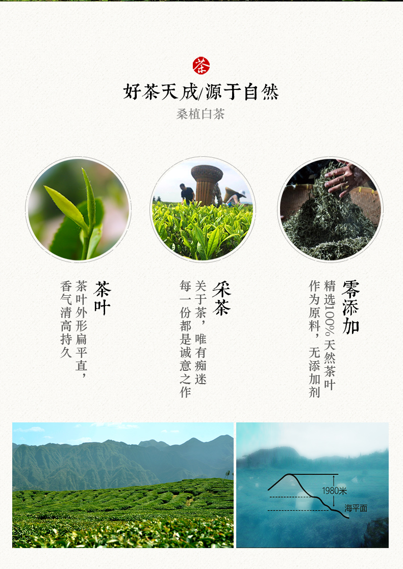 張家界林豐茶葉開(kāi)發(fā)有限公司,張家界茶葉開(kāi)發(fā),茶葉種植,桑植白茶加工,帥湘紅銷售